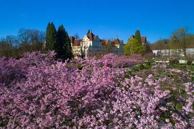 Kloster und Schloss Salem im Frühling