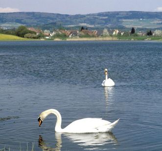 Schwäne auf dem Salemer Klosterweiher