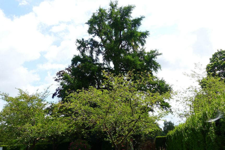 Kloster und Schloss Salem, Ginko