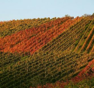 Weinhänge bei Salem