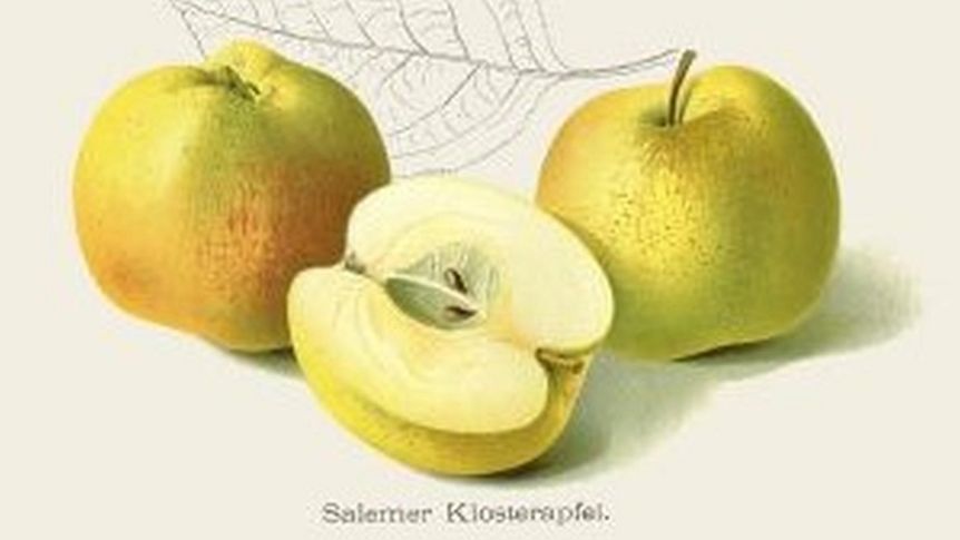 Ansicht aus dem Obstbuch von Philipp Theodor Popele, 1779
