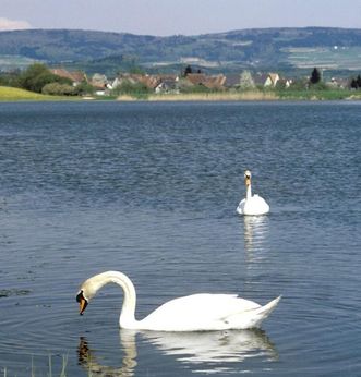 Schwäne auf dem Salemer Klosterweiher im Jahr 1989