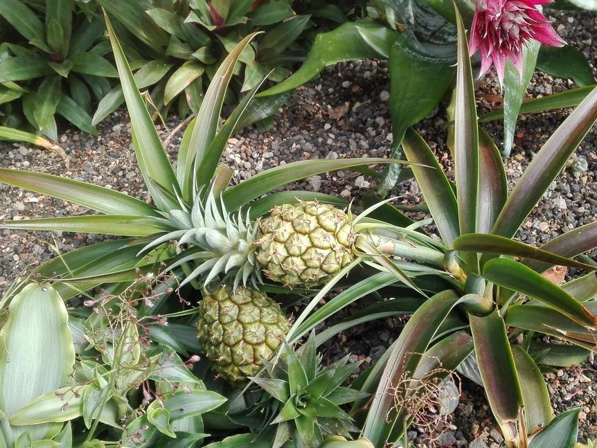 Botanischer Garten Karlsruhe, Ananas im Schauhaus