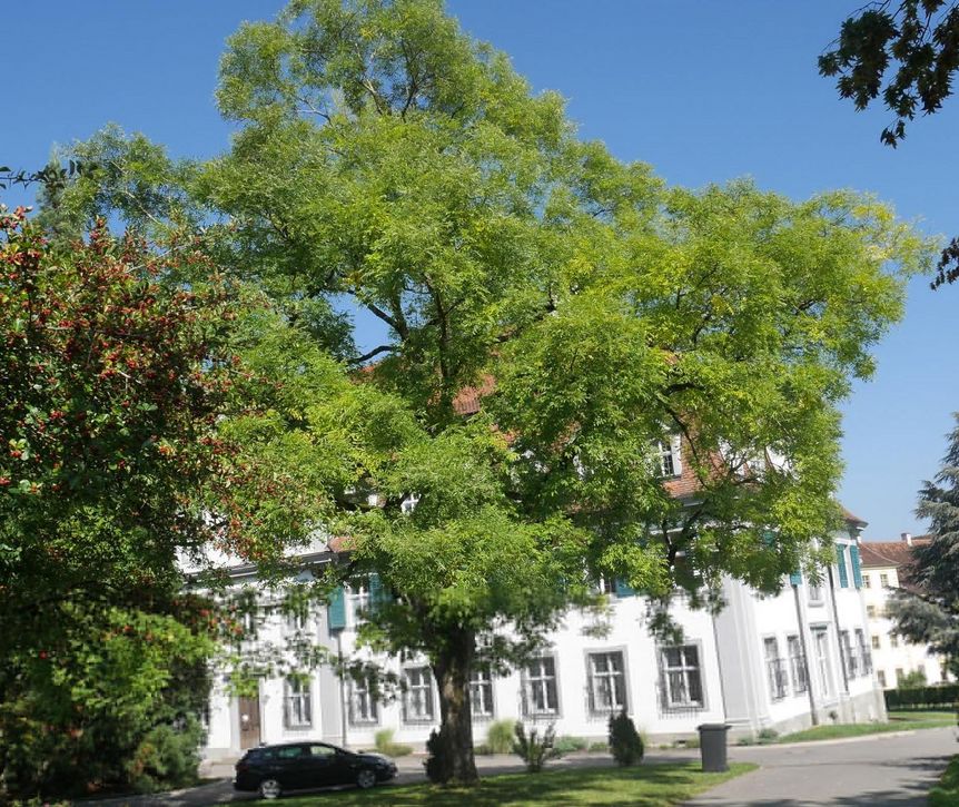 Kloster und Schloss Salem, Japanischer Schnurbaum