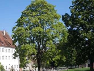 Kloster und Schloss Salem, Götterbaum