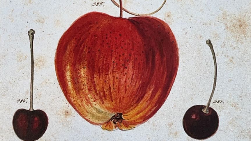 Ansicht aus dem Obstbuch von Philipp Theodor Popele, 1779