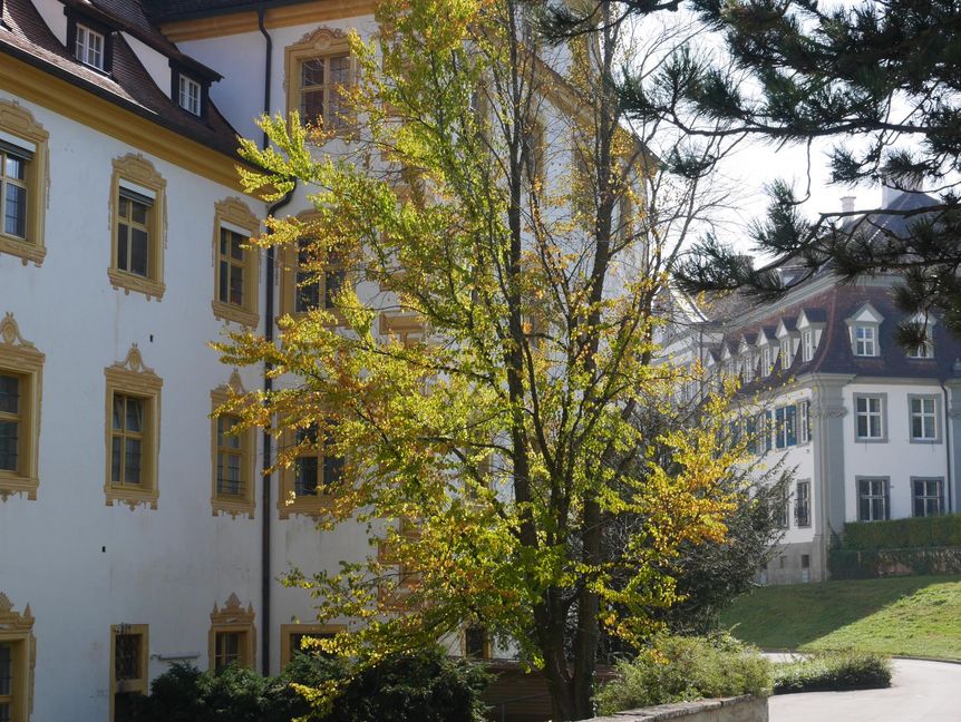 Kloster und Schloss Salem, Katsurabaum