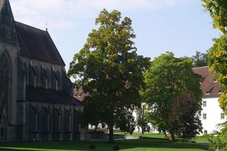 Kloster und Schloss Salem, Tulpenbaum